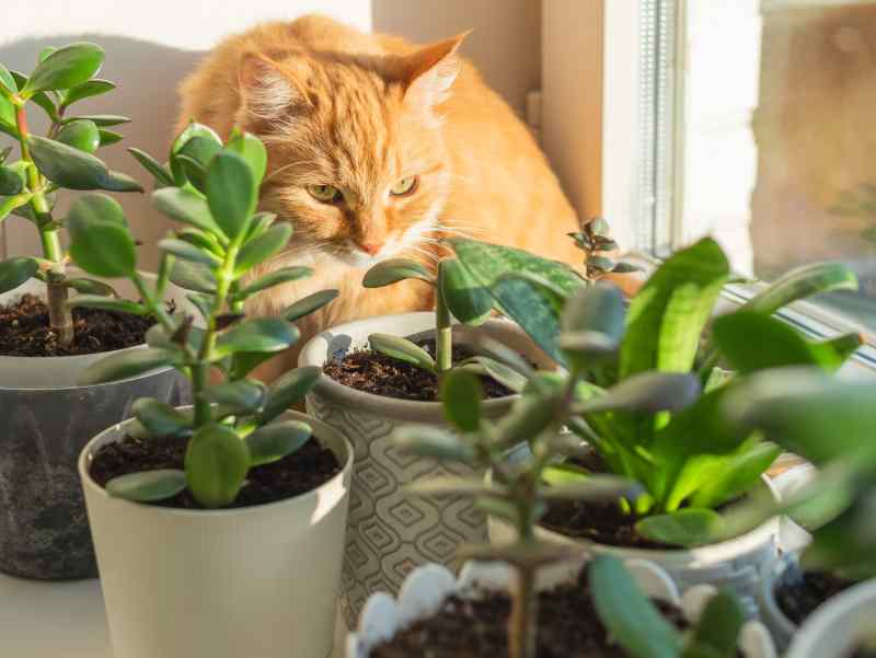 Les plantes qui peuvent être dangereuses pour votre chat Cause Animale
