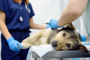 Mon chien a mangé du chocolat : que faire et quand foncer aux urgences ? Cause Animale