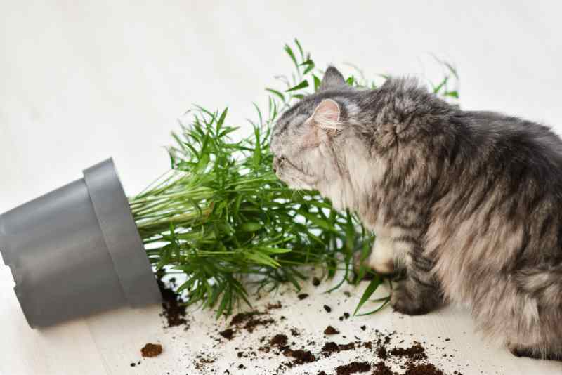 Plantes toxiques pour les chats : celles qu'il faut sortir de la maison Cause Animale